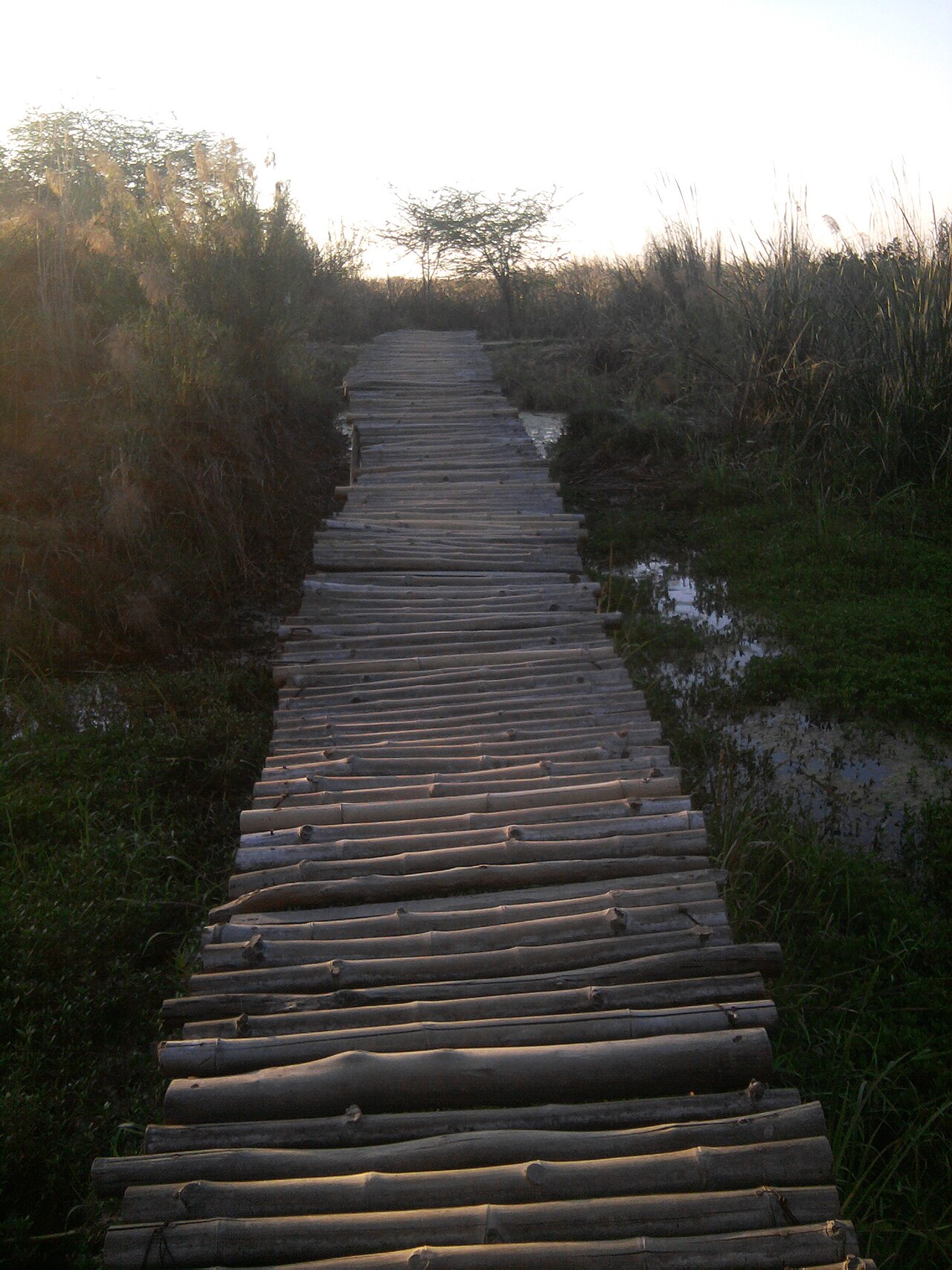 Okhla Bird Sanctuary Walking Trail